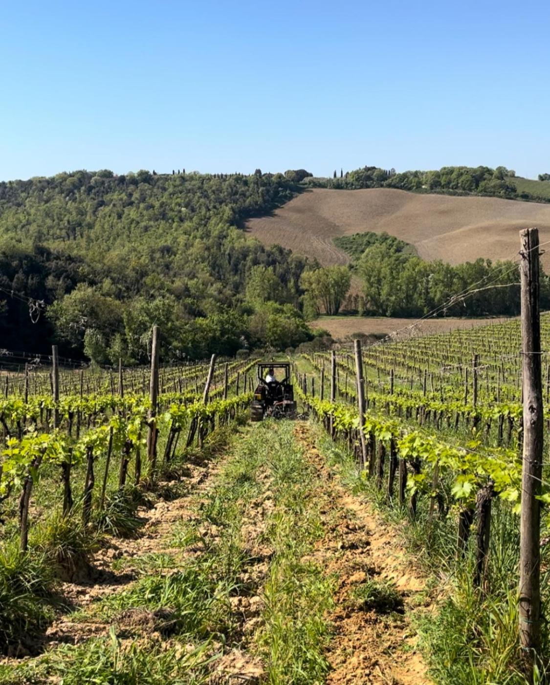 Podere Sole Trequanda Extérieur photo